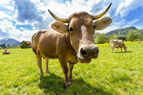 Hnědá kráva stojí na zelené louce s kopci v pozadí.