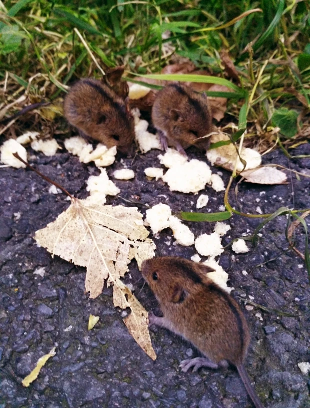 Tři myšice temnopásá s pruhem na zádech se krmí chlebem na asfaltu mezi trávou.