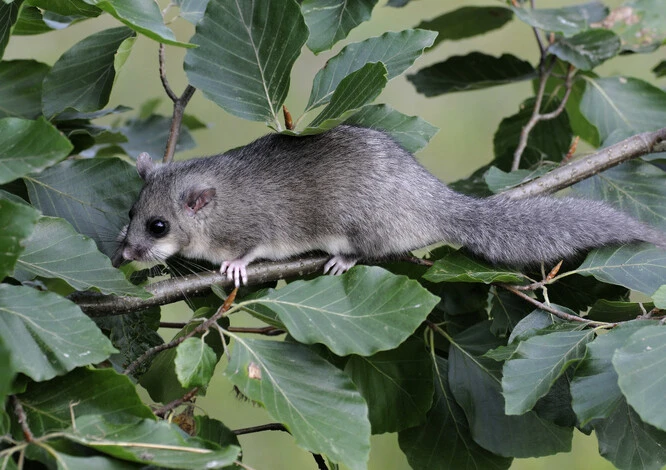 Forest dormouse on branch