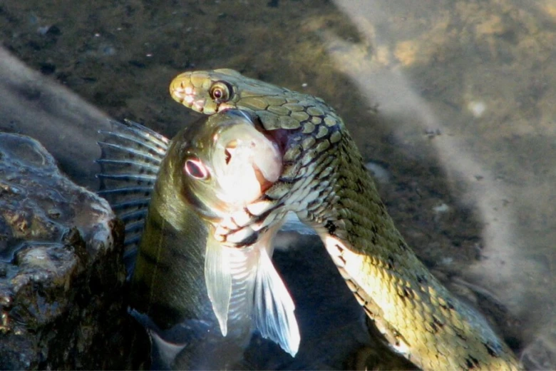 Vodní had polkává rybu v přírodním prostředí.