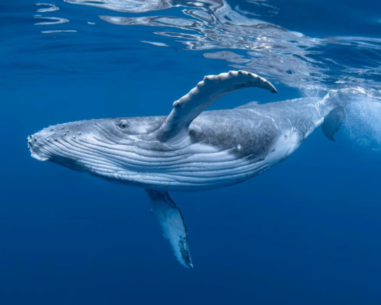 Humpback velryba plaví se pod vodou s vytaženým křídlem.