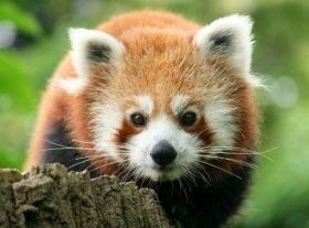 Blízko na červenou pandu sedícího na kmeni stromu.