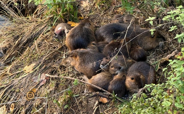 Skupina nutrií odpočívá na břehu řeky v přírodě.