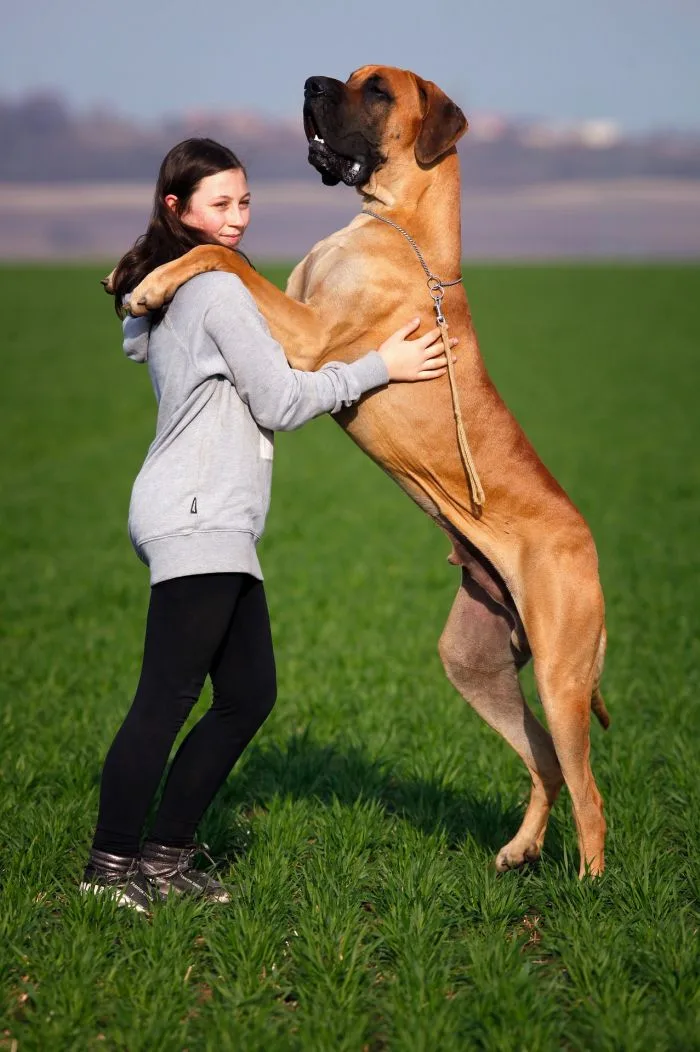 Dívka objímá velkého psa plemene anglický mastif na trávníku.
