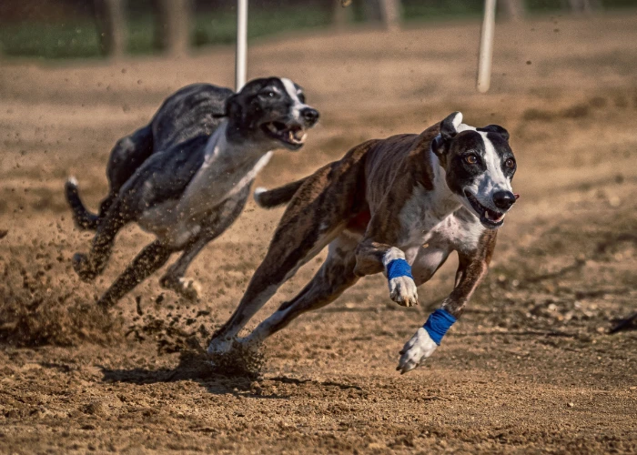 Dva chrti plemene beagle běžící po zemi.