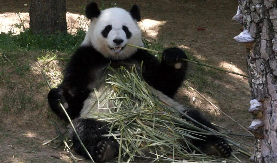 Velká panda sedí na zemi v přírodě a jí bambus.