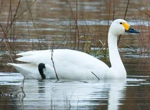 Bílá labuť plaví na vodě s žlutým zobákem.