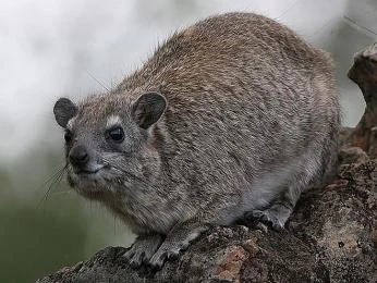Foto divokého kopytníka sedícího na větvě v přírodě.