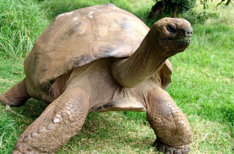 Velká galapagská želva chodící po trávě.