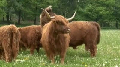 Skupina skotů highland stojí na zelené louce.