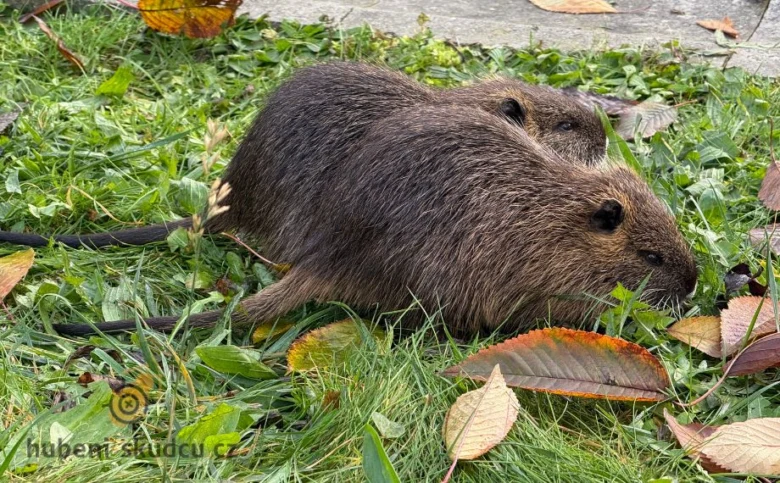 Dvě nutri se živí v trávě s podzimními listy.