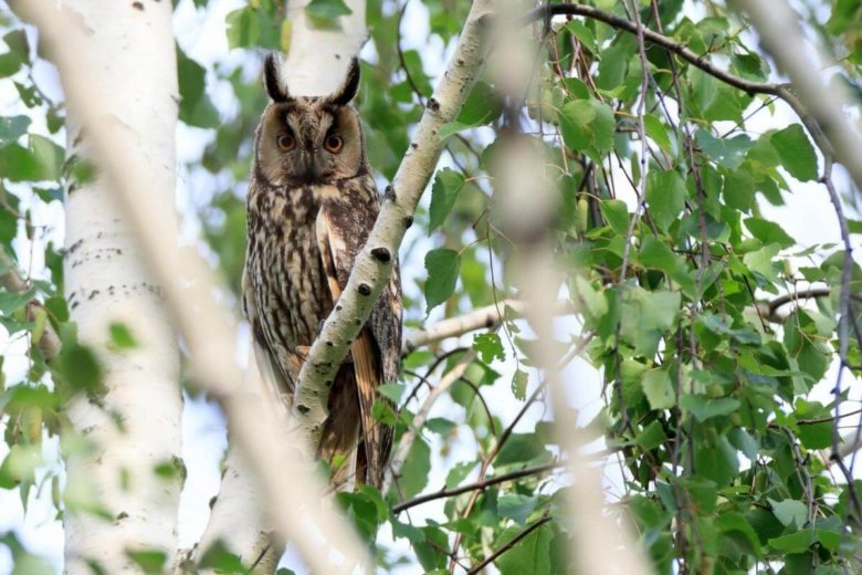 Eurasian eagle-owl perched in tree