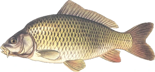 Ilustrace obecného kapra v českých vodách.
