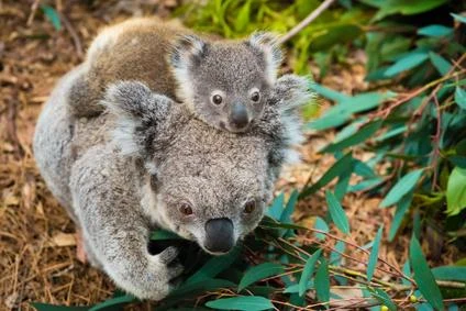 Koala s mládětem na zádech v přírodě mezi listy.