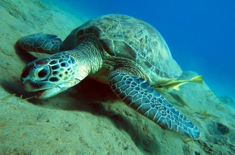 Mořská želva odpočívá na píse dně oceánu.