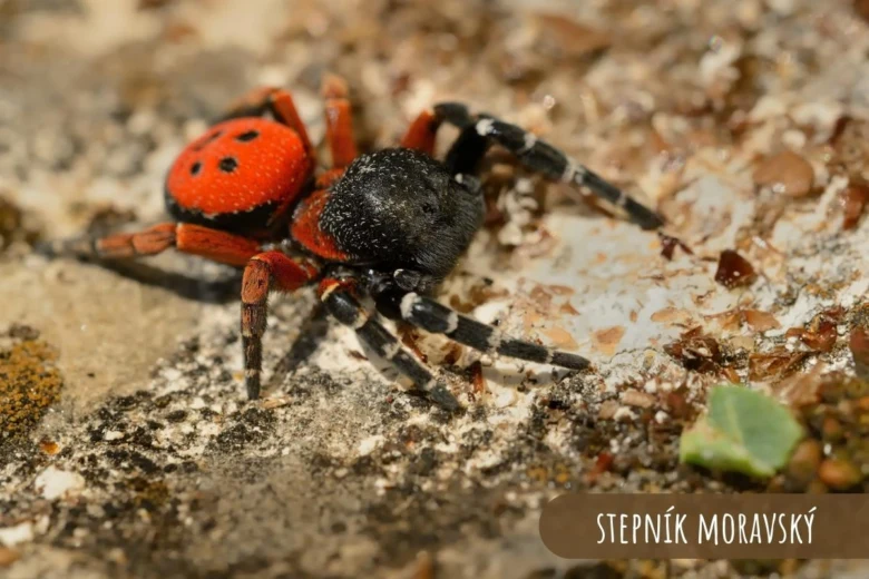Fotografie červeného pavouka Stepníka moravského na zemi.