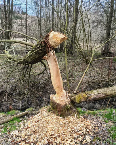 Bobr obecný kousá strom v lese.