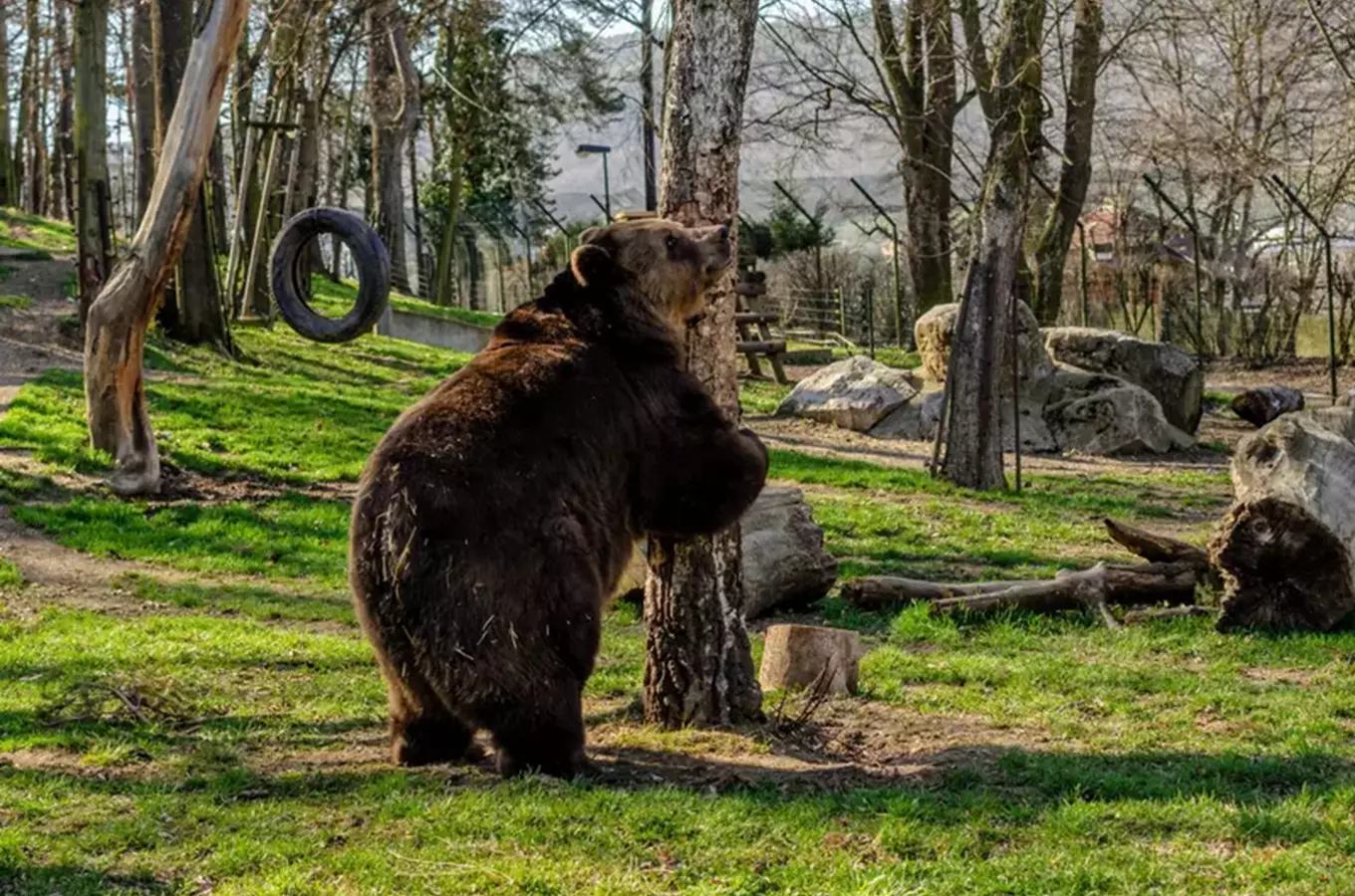 Hnědý medvěd stojí na zadních nohách v areálu zoologické zahrady.