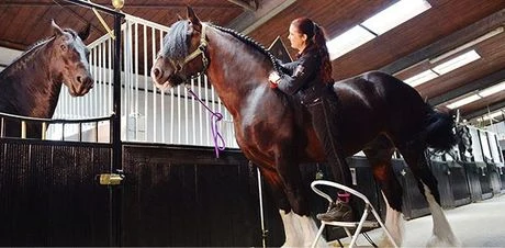 Woman riding a draft horse