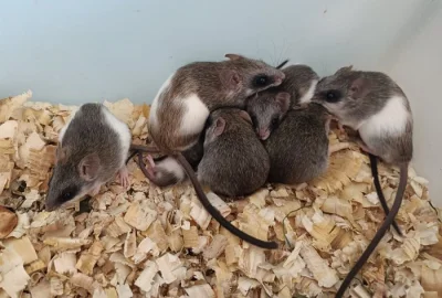 Skupina mladičích myší sedících na pilinách.