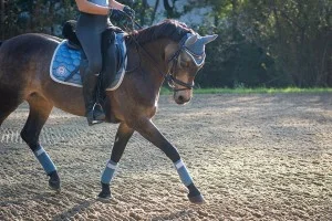Dressage horse and rider