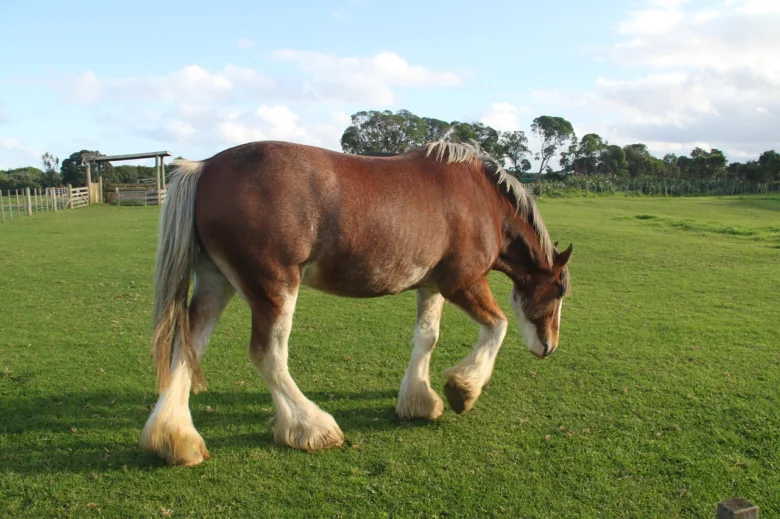 Hnědo-bílý tažný kůň plemene Clydesdale pasou na trávníku.