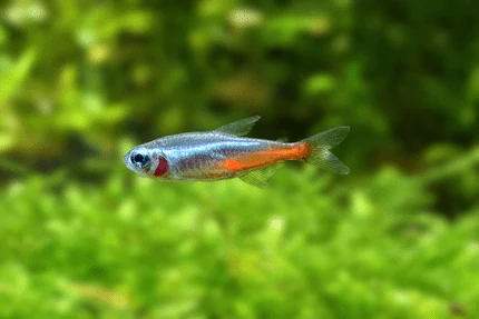 Neon tetra ryba plavoucí v zelené vodní vegetaci.
