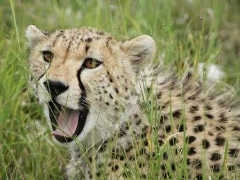 Puma v trávě na africké savaně