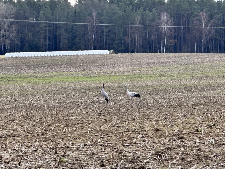 Two cranes in field