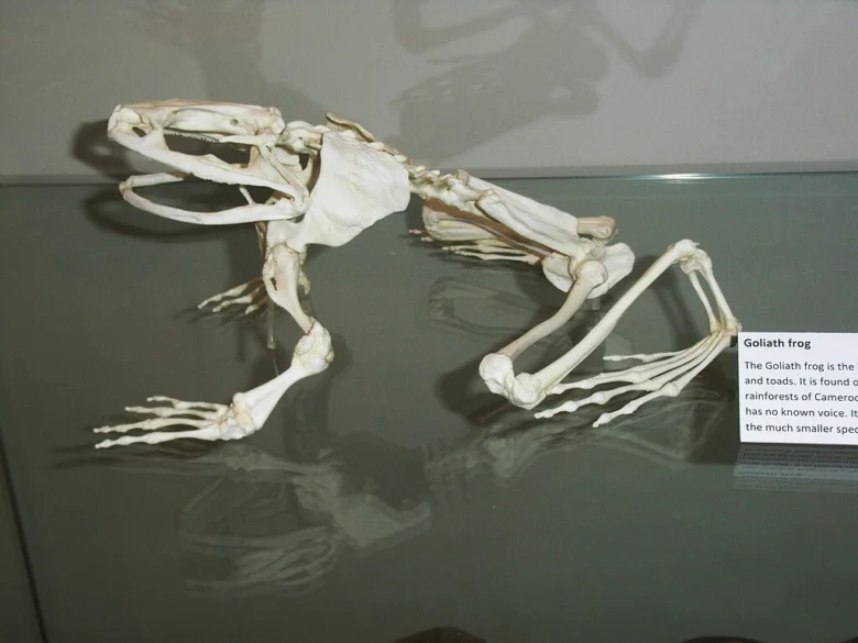 Kostra největší žaby na světě - veleskokana goliáše.