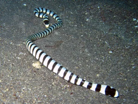 Banded sea krait snake