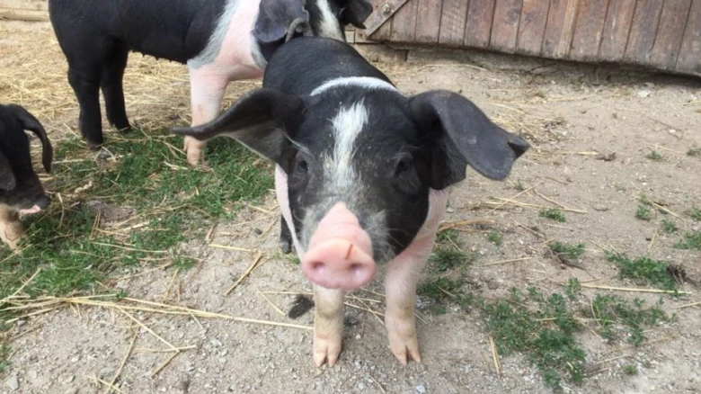 Přesčické black piglet
