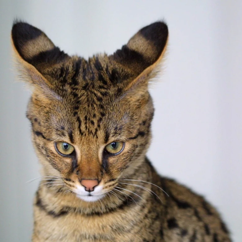 Portrét hlavy divoké kočky serval na bílém pozadí.