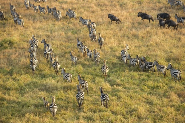 Stáda žiraf a divokých koní v národním parku Serengeti
