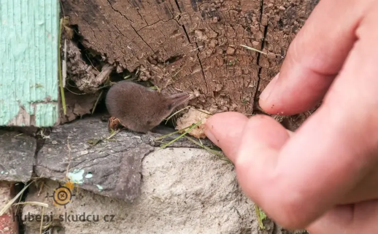 Mládě rejseka v přírodě s lidskou rukou podávající potravu.