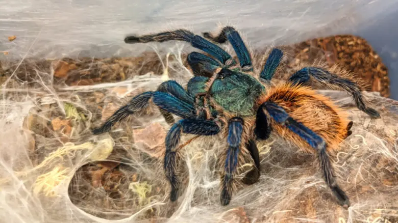 Modrý sklípkan s oranžovým zadečkem na pavučině v terári.