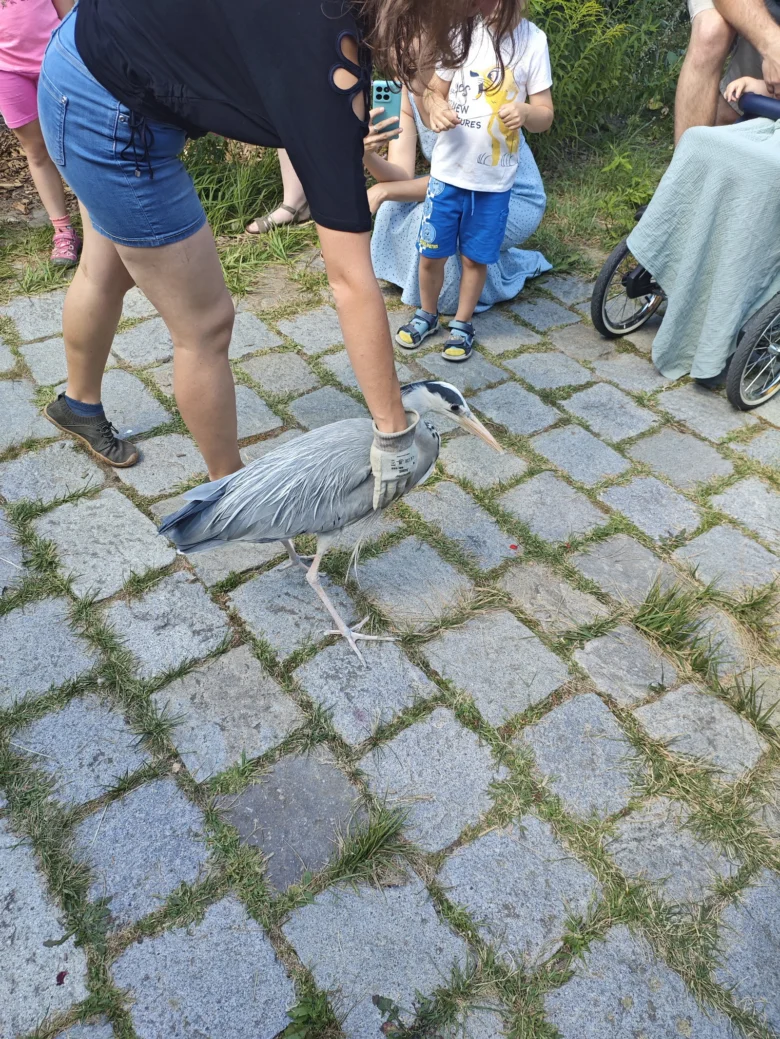 Šedý ráj je hladí žena v areálu zoologické zahrady.