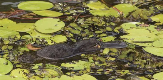 Ptakopysk plavající v rybníku mezi vodními rostlinami.