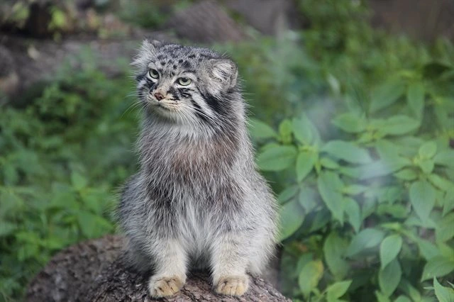 Manul cat