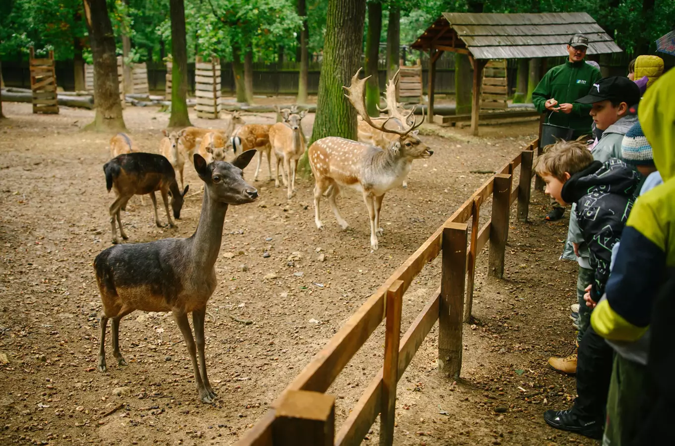 Jeleni v ohradě pozorovaní dětmi na venkovní ploše.