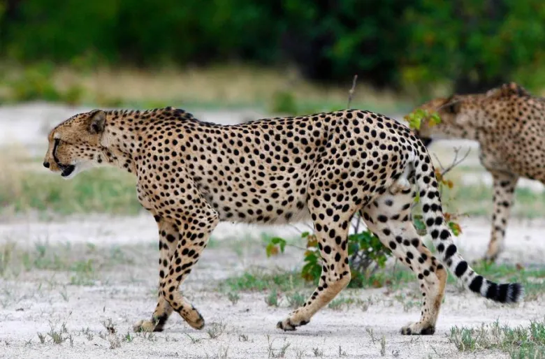 Puma běží po suché savaně v národním parku
