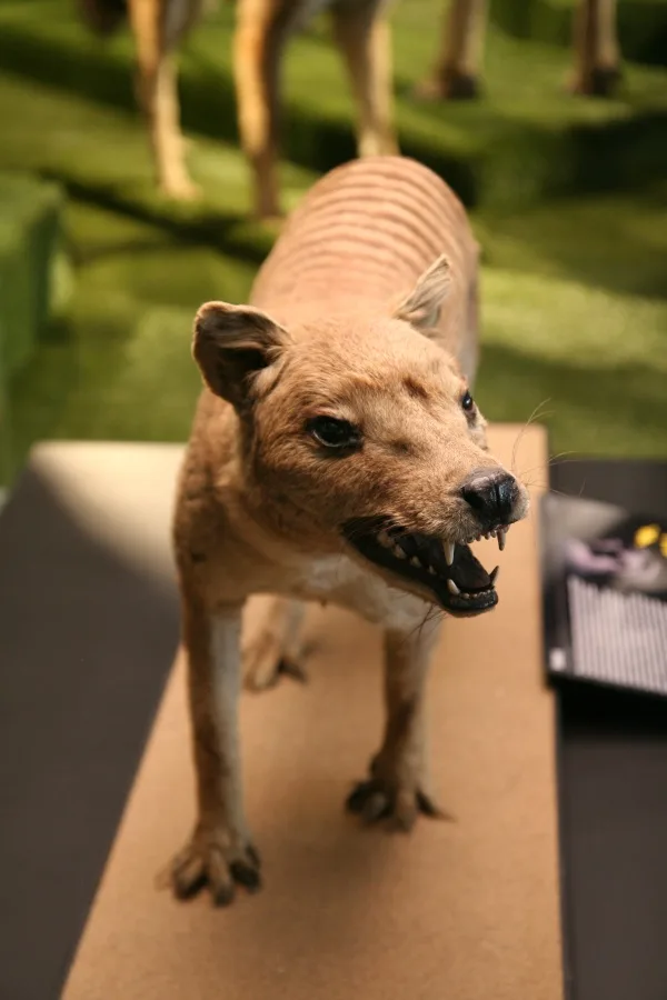 Taxidermie tasemanského vlka v muzeu