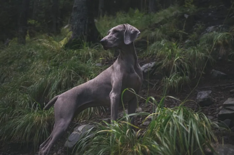 Weimaraner lovečtí pes v lesním prostředí.