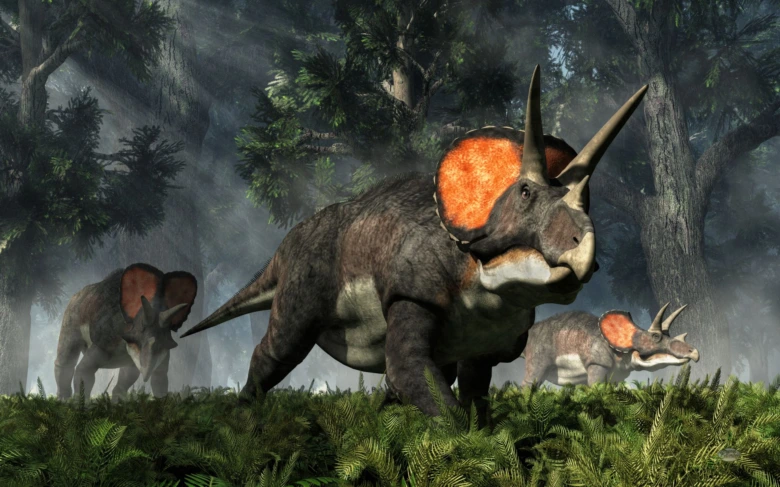Tři dinosauři triceratopsové v mlhavém pralesemu lese.