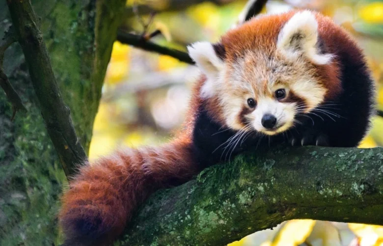Červená panda sedící na větví stromu v přírodě.