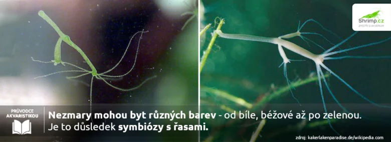 Zelený nezmar s řasami v akváriu ukazuje barevnou variaci.