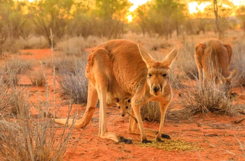 Červený klokan s mláďetem v kapse na australské půdě.