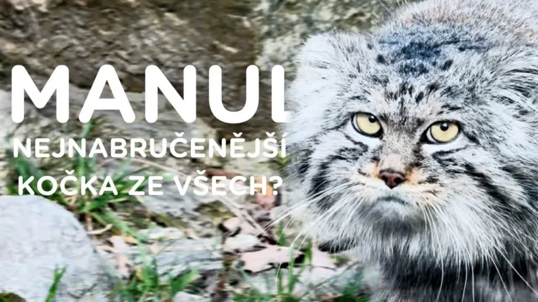 Portrétní fotografie divoké kočky manula s výrazným pohledem.