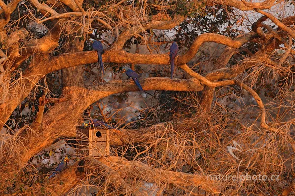 Modří papoušci ara modrý sedící na větvích stromu.