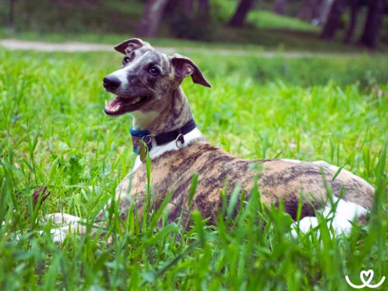 Brindle-whippet leží na trávníku venku s náramkem.